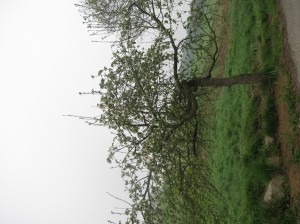 Starý strom
